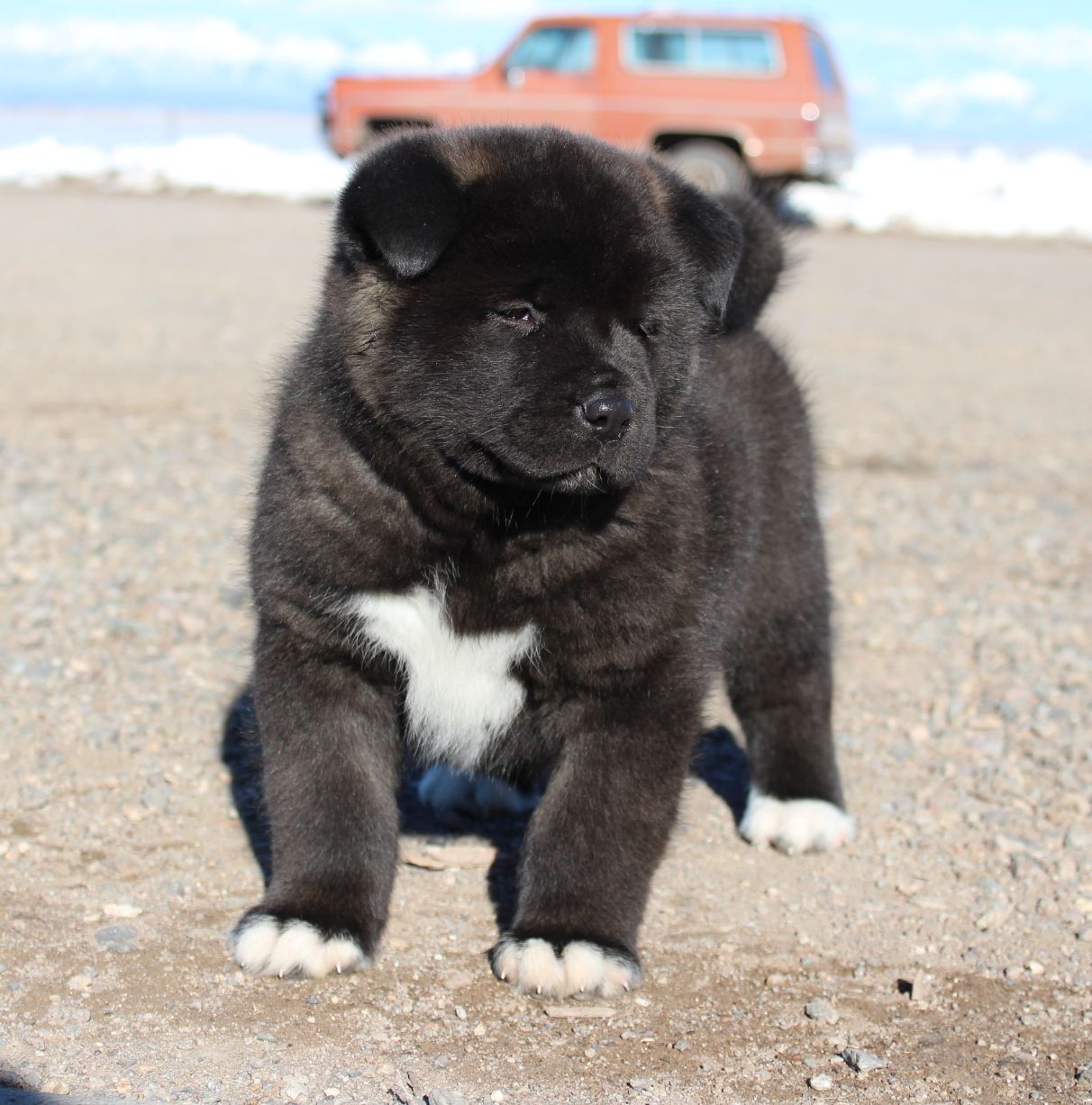 Akita Puppies | Akita Puppies For Sale